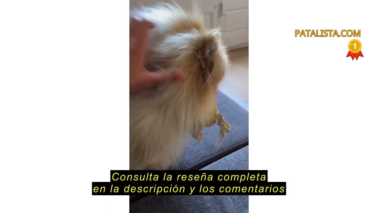 Reseña del Zvonema Escaleras para Perros de 2 Peldaños, Escalera para Mascotas de Esponja, Rampa par