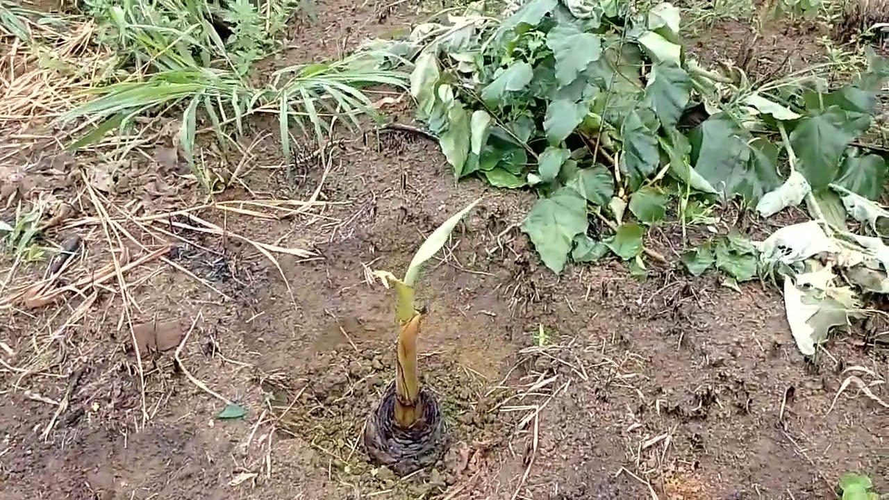 # como está o plantio de banana após 15 dias da adubação