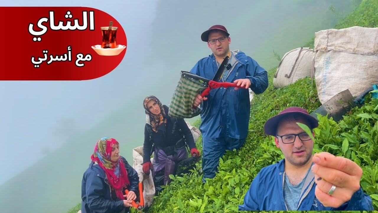 حصاد الشاي مع أسرتي / قطعة من الحياة في ريزا / مستشار ريزا