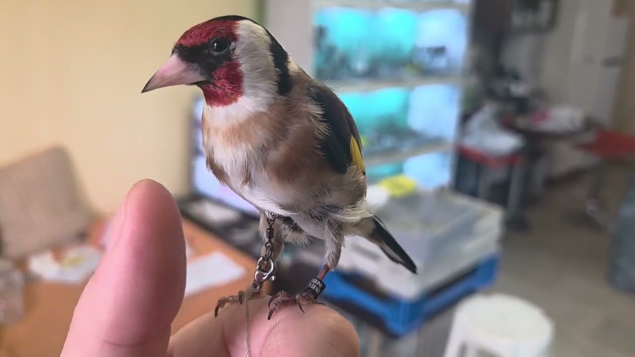 #birdslove #καρδερινα #Goldfinch  #birdsoftiktok #carduelis