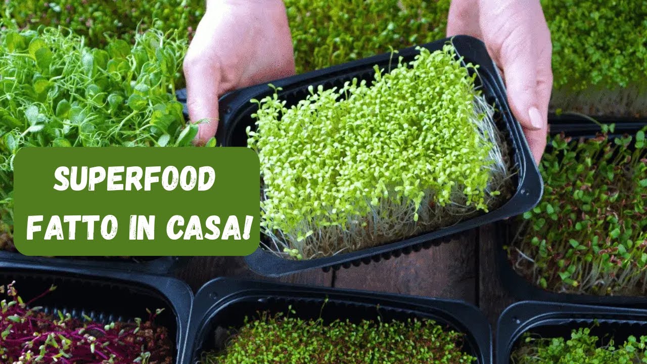 Guida Completa alla Coltivazione dei Microgreens in Casa