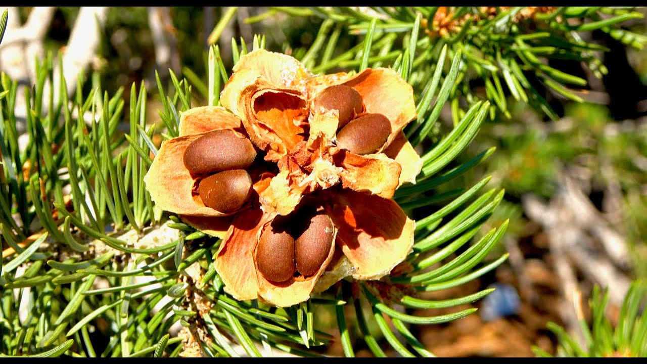 Piñon Nut Pickers, USA