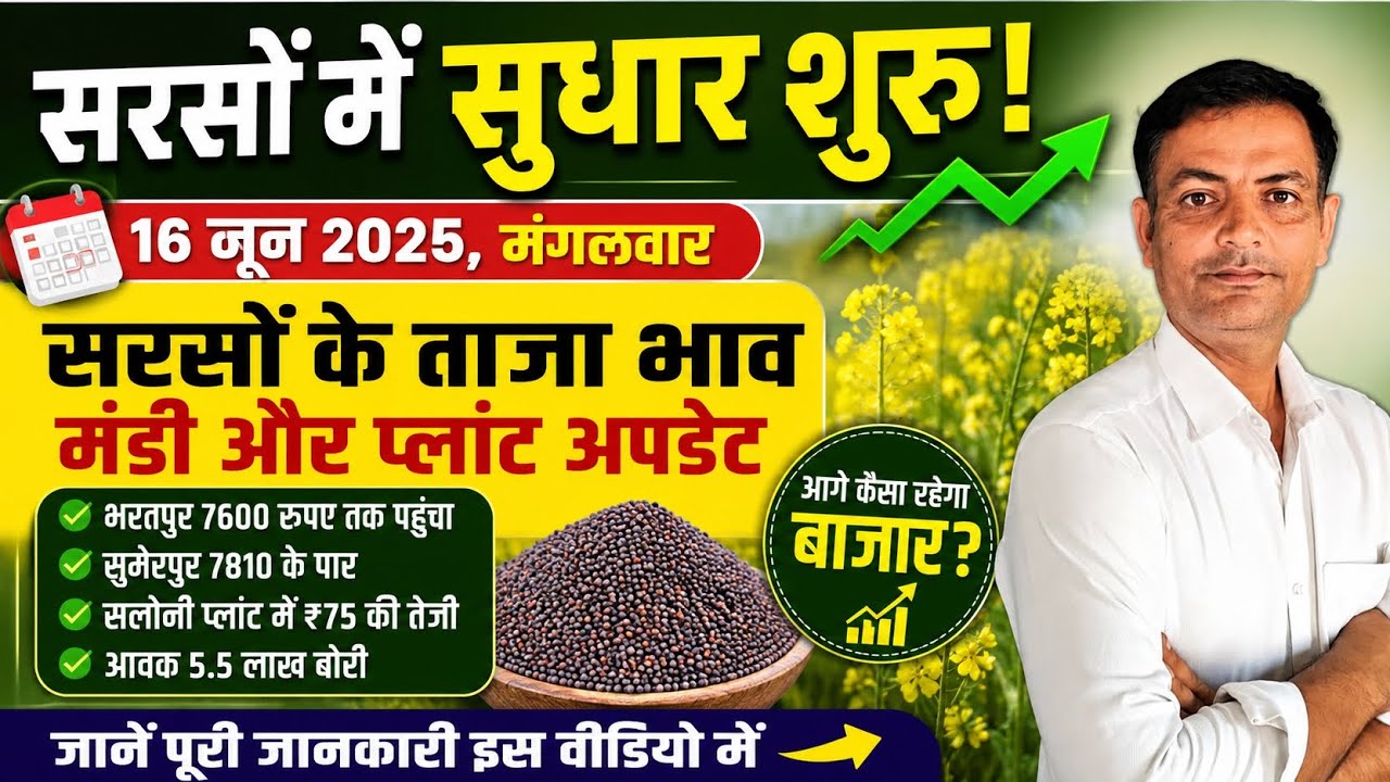 Mustard prices are starting to rise! Will prices rise now? | Sarso Bhav Today