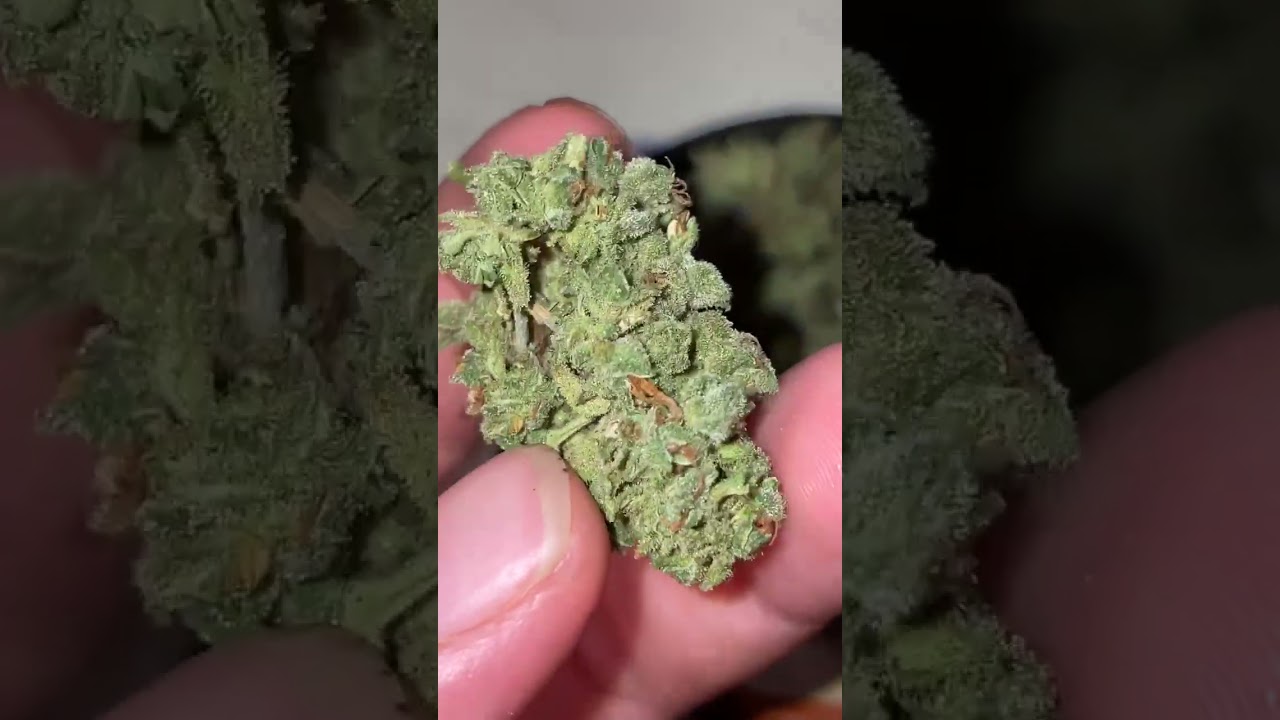 2025 MASTER KUSH SENSI SEEDS AUTOFLOWER TRIM