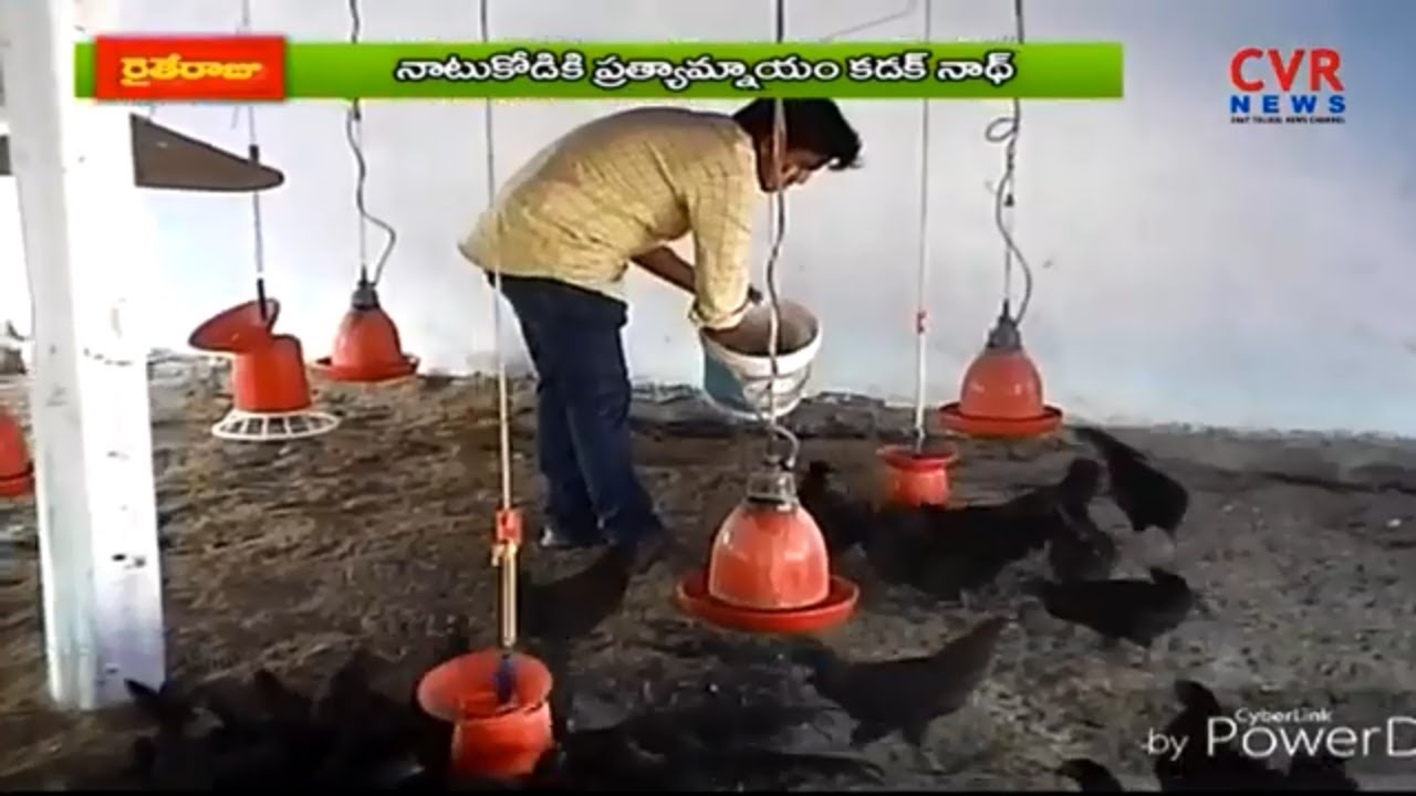 కడక్ నాథ్ కోళ్ల పెంపకం | Special Story on Kadaknath chicken farming | Jagityal Raithe Raju | CVR
