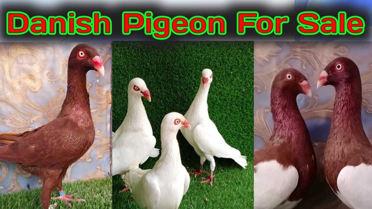 Fancy pigeon for sale | Danish pigeon for sale | Fancy pigeon farm | Pigeon farm in Pakistan