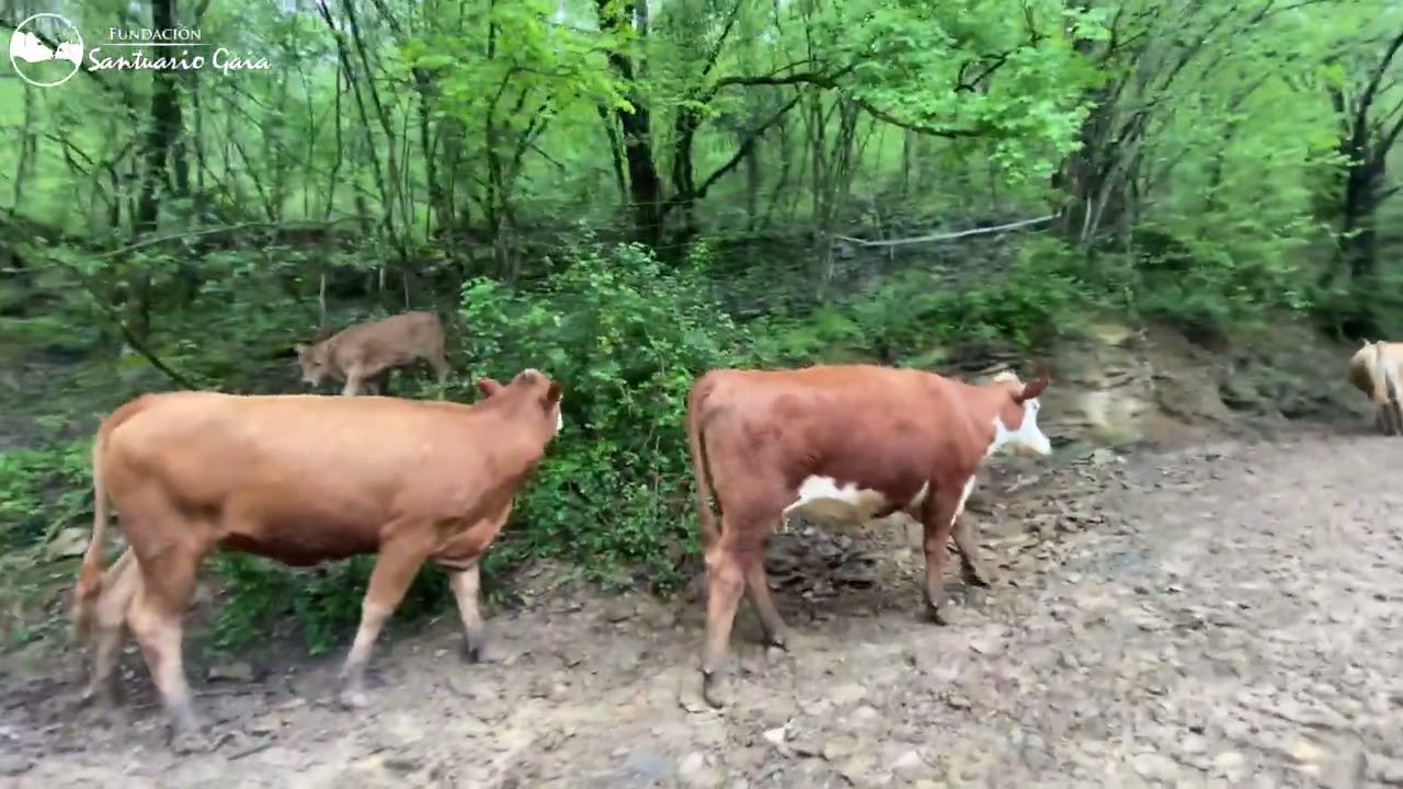 Libero es cuidado por todas las vacas y toros de Fundación Santuario Gaia