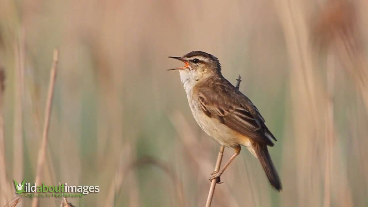 Sedge Warbler