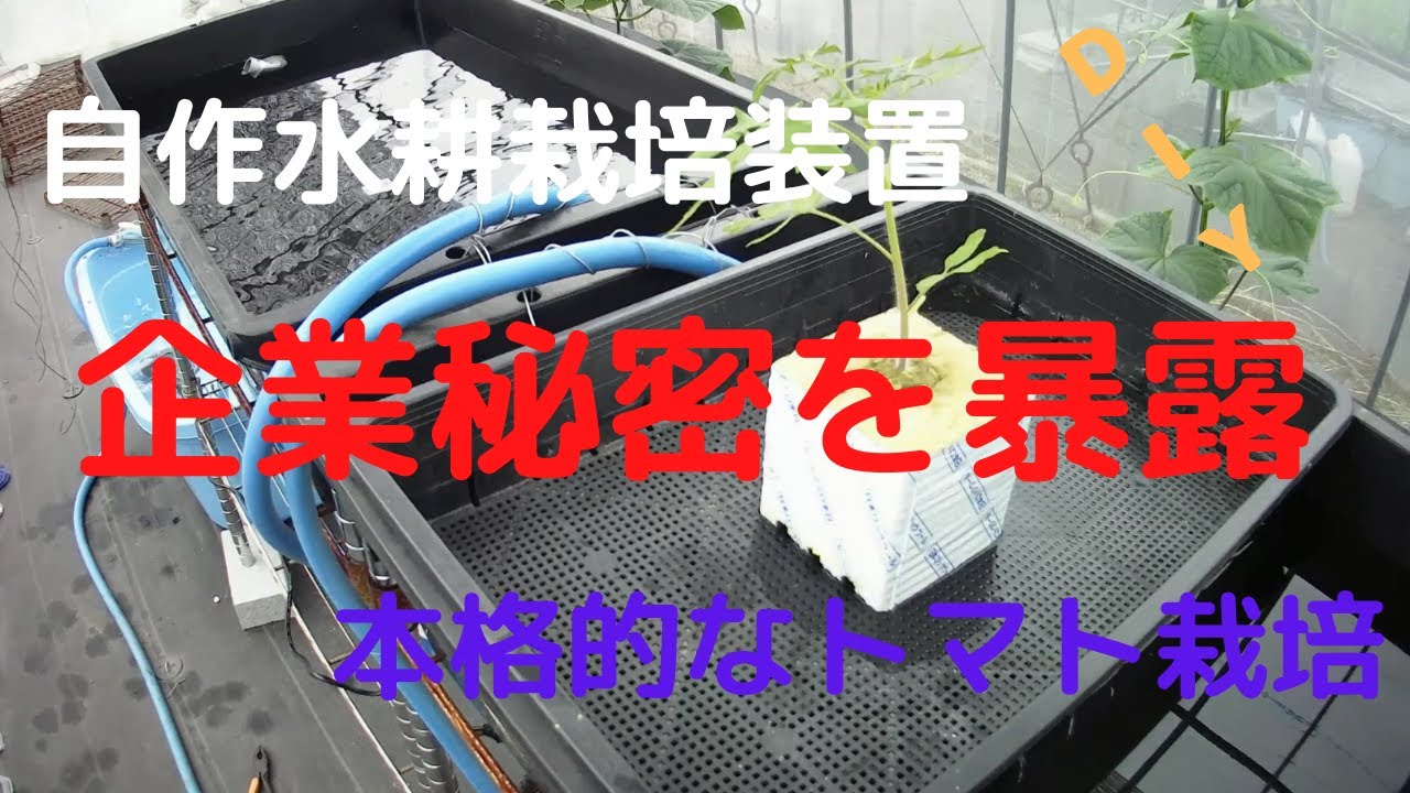 【水耕栽培トマト】自作水耕栽培装置の作成・ＤＩＹ・簡単で安く本格的なトマト栽培