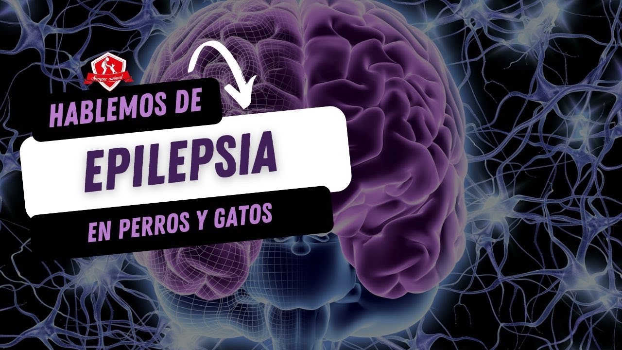 🧠 Epilepsia en perros y gatos