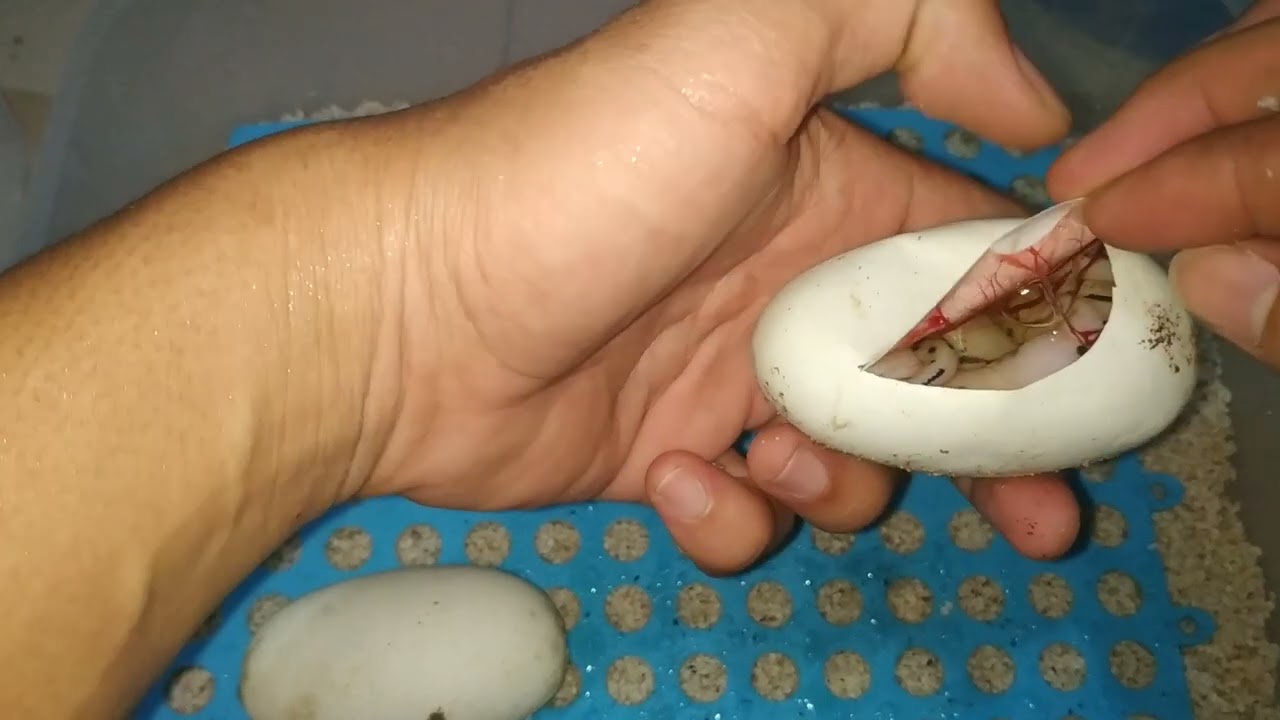 Cutting Eggs Snake Telur Ular Ball Python Menetas