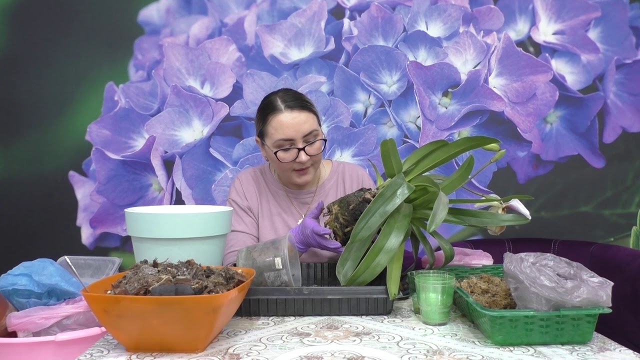 ГИГАНТСКИЙ ВЕНЕРИН БАШМАЧОК ! Как правильно пересаживать башмачки !