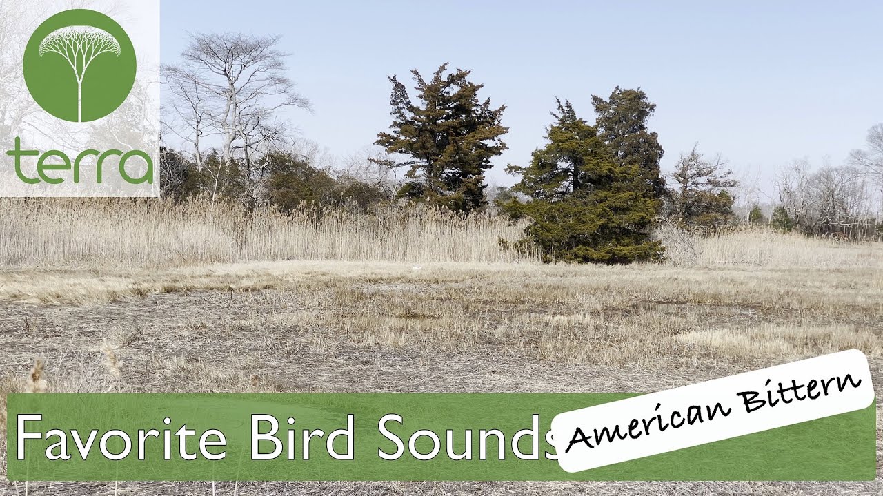 Favorite Bird Sounds: American Bittern