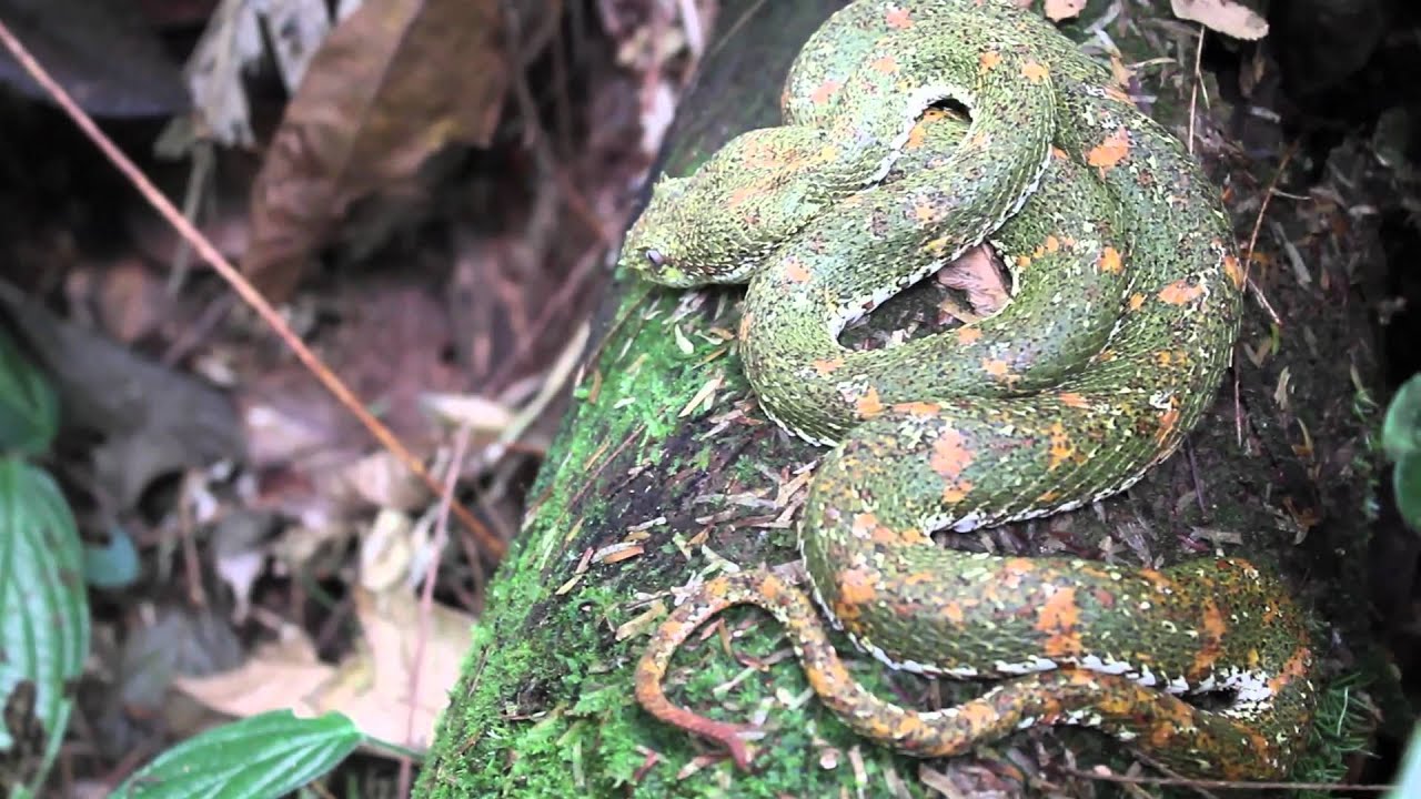 La Tirimbina Rainforest Lode - Sarapiqui Costa Rica
