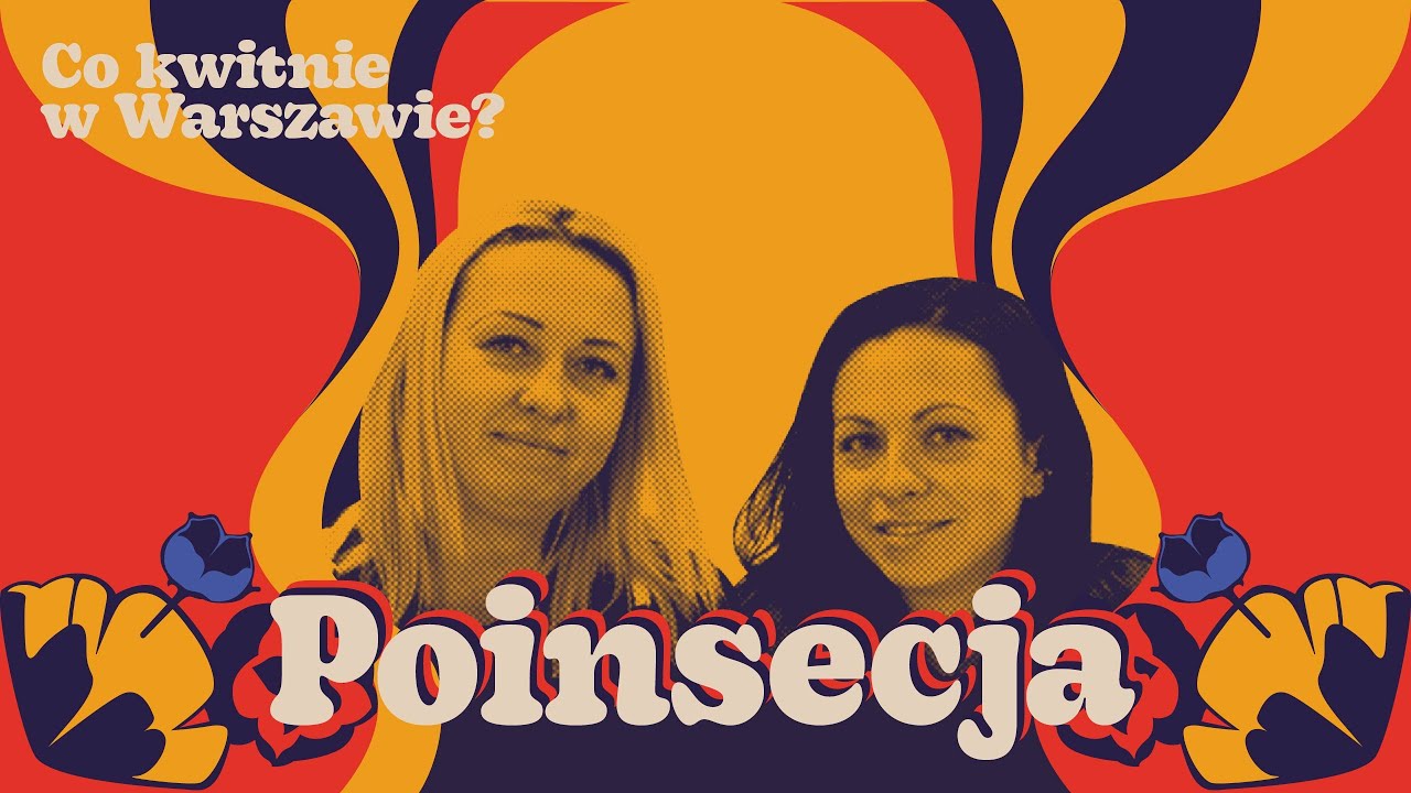 Poinsecja, wilczomlecz nadobny, gwiazda betlejemska - jak o nią dbać i co z nią zrobić po świętach?