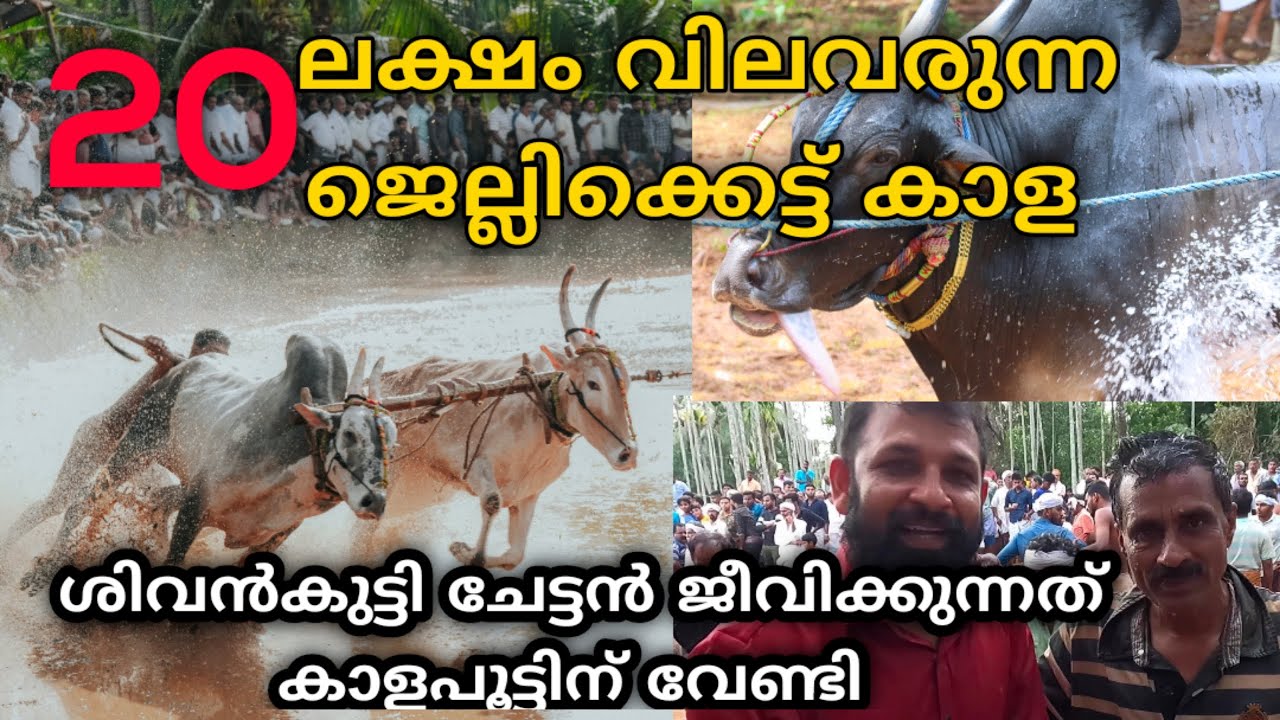 20 ലക്ഷം വിലവരുന്ന ജെല്ലിക്കെട്ട് കാള. കാളപൂട്ടിന് വേണ്ടി ജീവിക്കുന്ന ശിവൻകുട്ടി ചേട്ടൻ.Athavanad