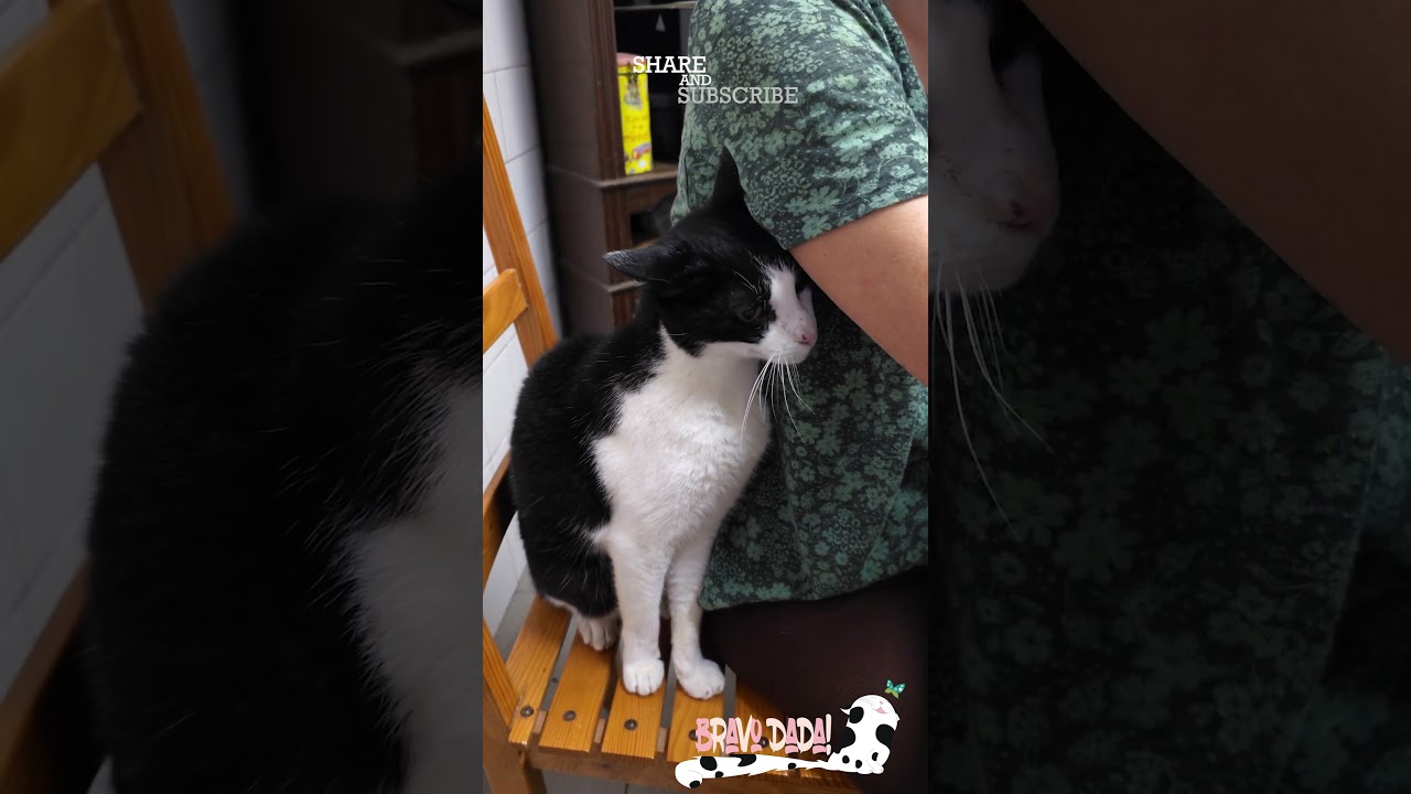 Black and White Cat Demanding Attention From Owner – Funny Cat – Bravo Dada! 