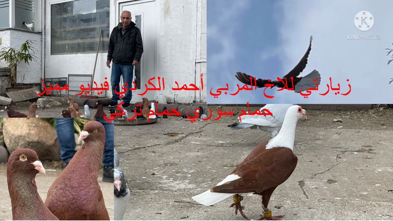 ￼ ‏ ‏أجمل حمام نوادر السورية والتركية من طيور أحمد الكردي ‏🕊🕊🕊🕊😍😍😍🥰🕊 ‏￼