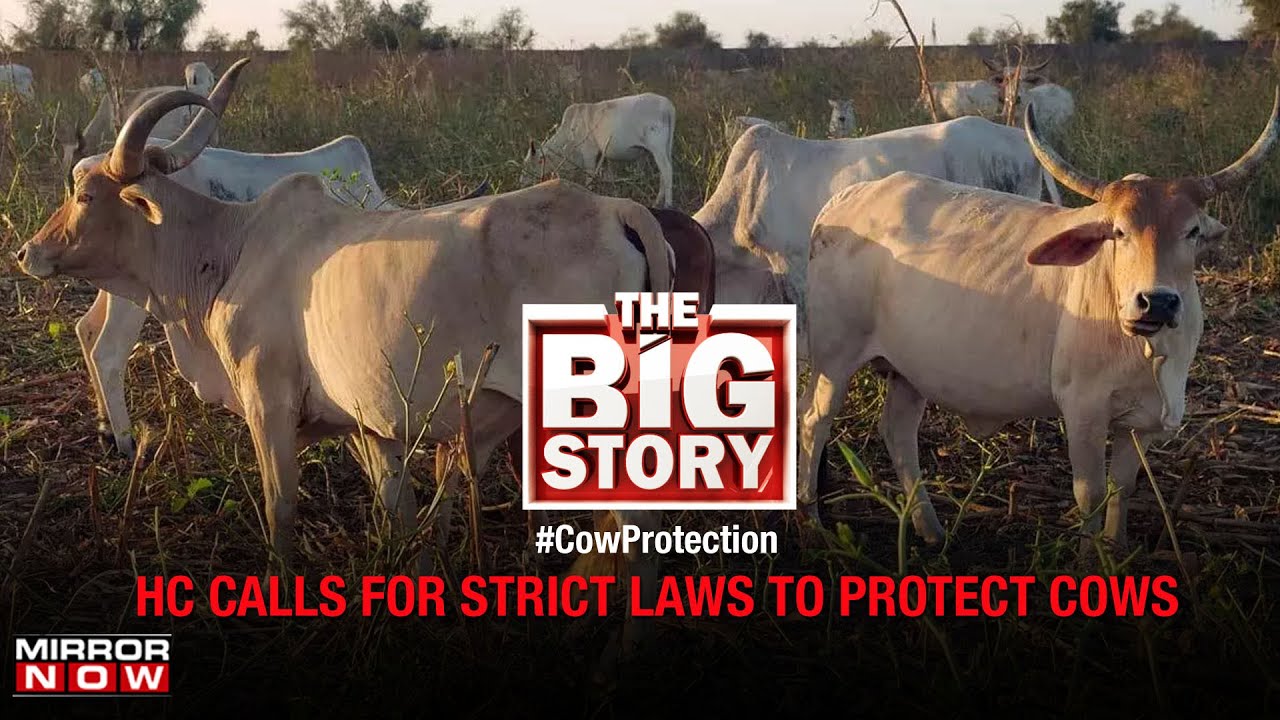 Allahabad HC calls for strict cow protection laws | Big Story