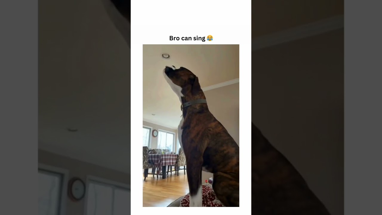 dogs being idiots #cutegolden #cute #lovegoldens #funnyanimals #petvideos #animals #funnypets