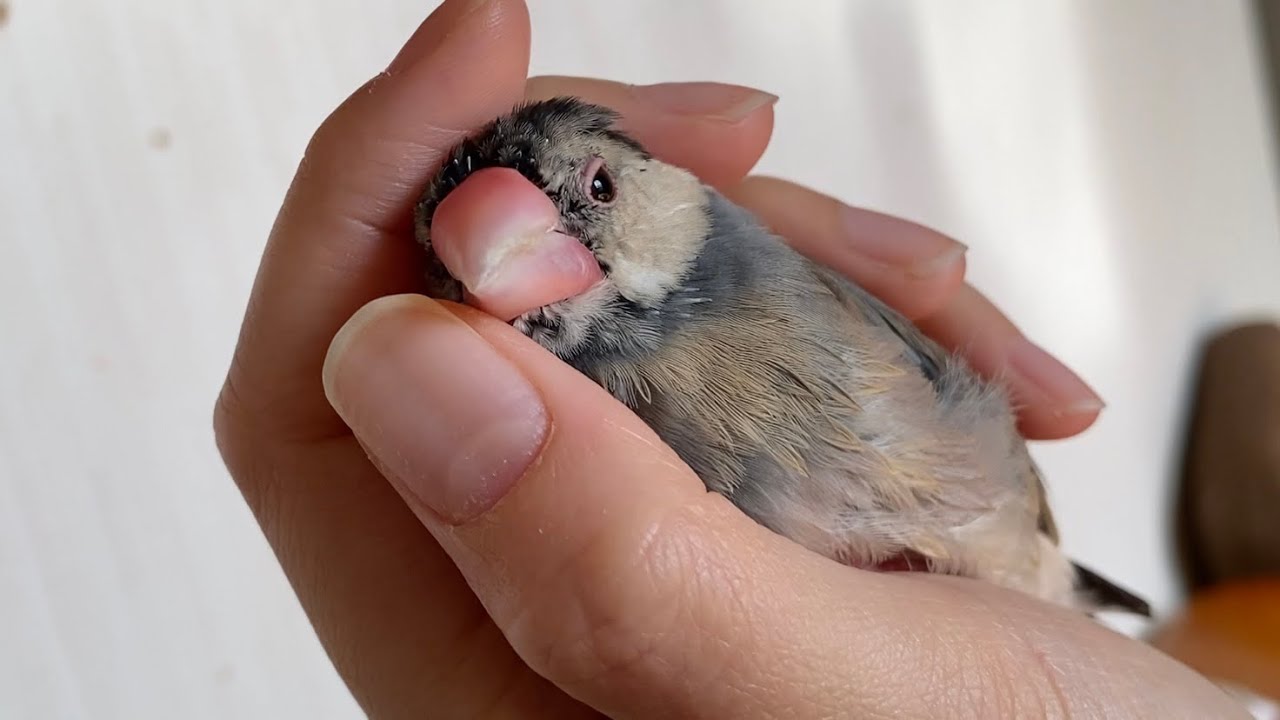 握りごたえがでてきた中雛文鳥