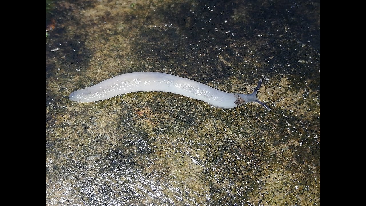 Boettgerilla pallens
