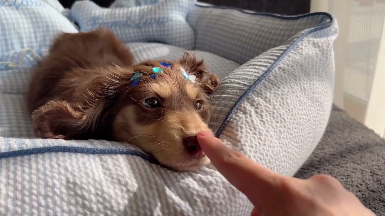 Why Is Your Little Dachshund's Nose So Slippery? 🐕😮 Dachshund LittleDogDiary