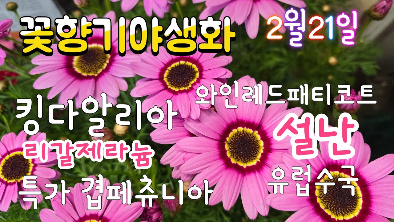 꽃향기야생화 010.7900.7959  #킹다알리아 #노랑다알리아 #연꽃다알리아 #겹후쿠시야   #멕스멈  #와인레드패티코트  #특가겹페츄니아 #공기정화식물  #gardening 