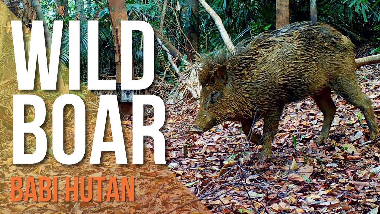 Babi Hutan di Malaysia (Malaysian Wild Boar)