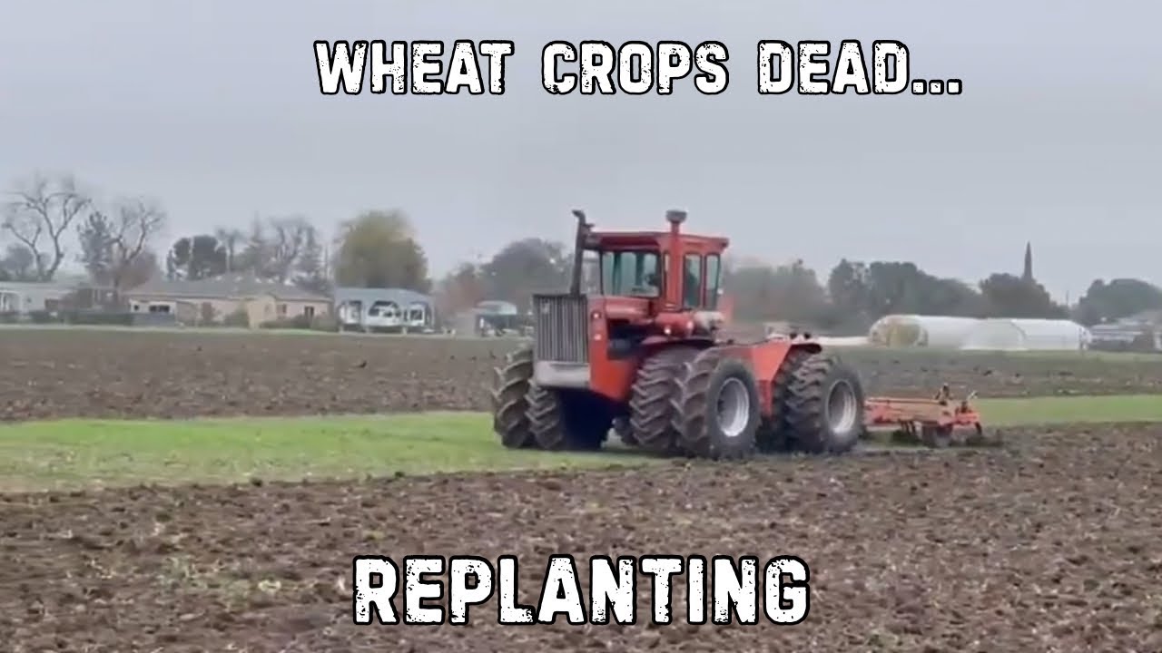 Wheat Crop Failure – Losing 75% of the Field