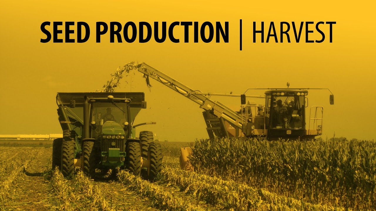 Seed Corn Production - Harvest