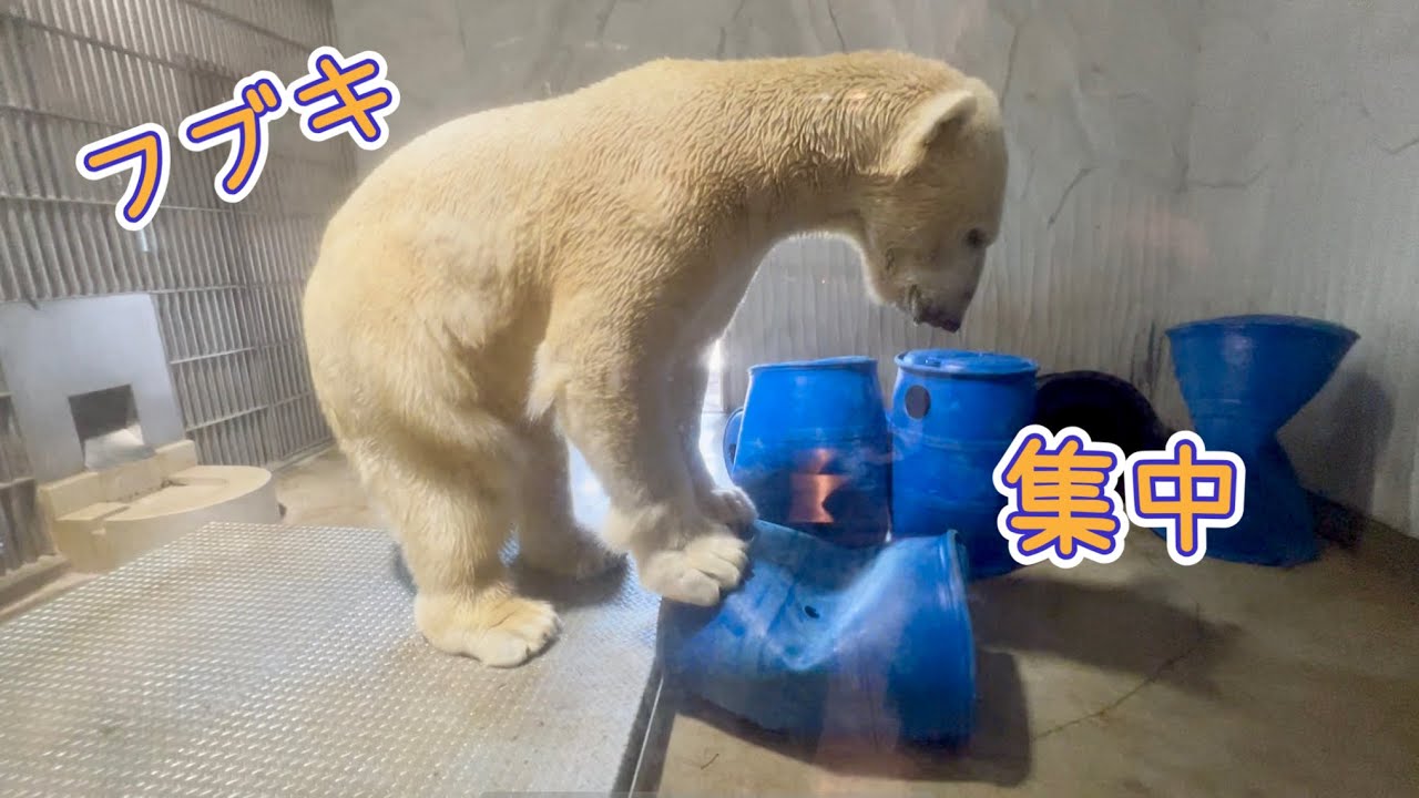 フブキ もうすぐ5歳 の集中力✨ #フブキ #ホッキョクグマ #東山動植物園 #男鹿水族館gao #polarbear 