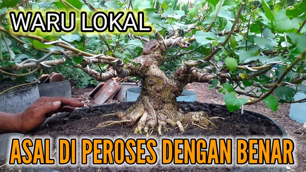 ULAS PEROGRAMAN WARU LOKAL