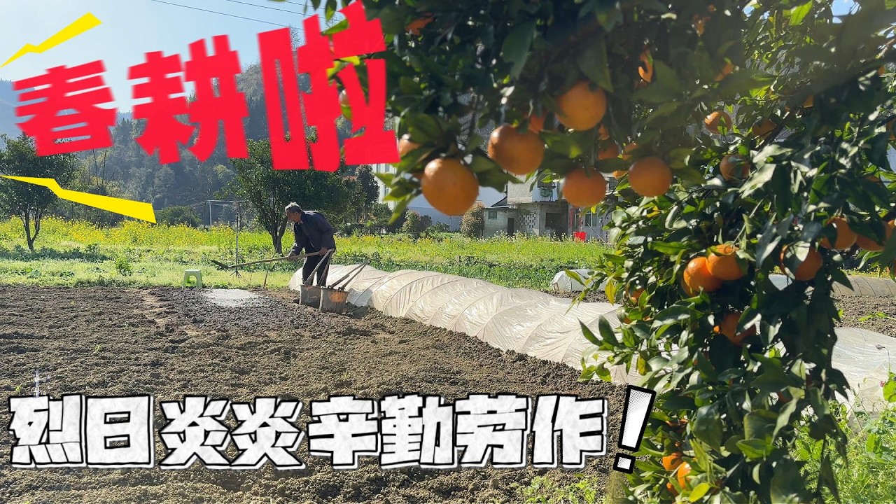 奶奶退院了，闲不住去给洋芋施肥。没干几分钟把腰闪到了，我干完活回去给奶奶贴膏药。