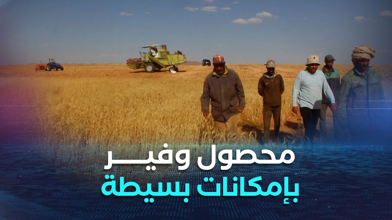 النعامة ..فلاح من بلدية المشرية ينجح بإمكانات بسيطة في تحقيق محصول وفير من القمح والشعير