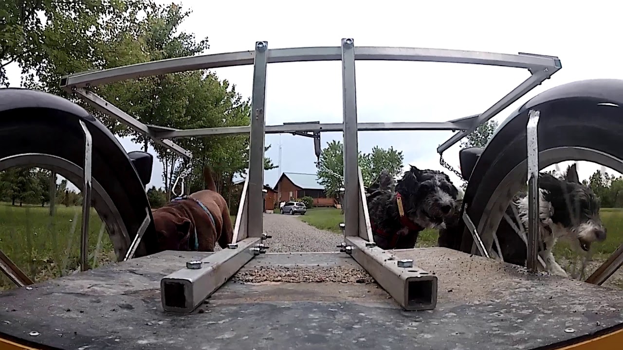 DogMobile - Rear view