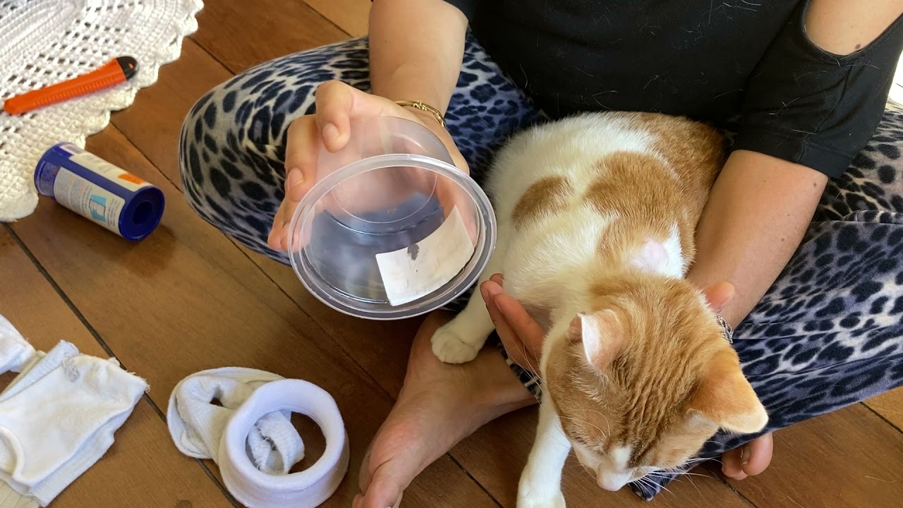 Como Curar Sarar Machucado Pescoço Gato