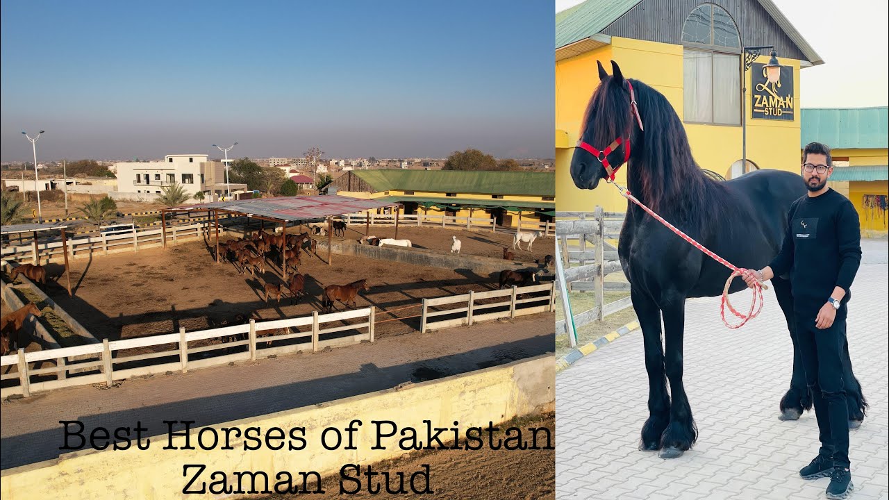 Zaman Stud | Best Horses in Pakistan | Nawabon k Shoq