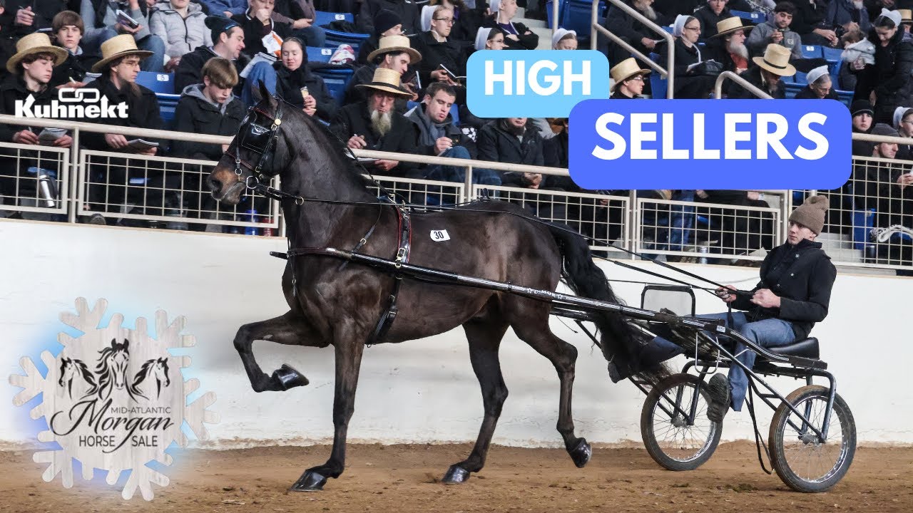 High Sellers - 2025 Mid-Atlantic Morgan Horse Sale