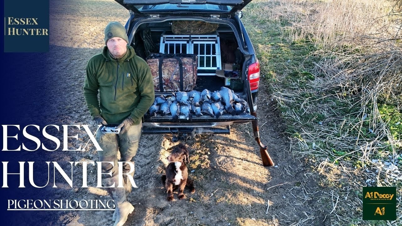 DECOYING PIGEONS BACK ON THE LUCERNE!!!