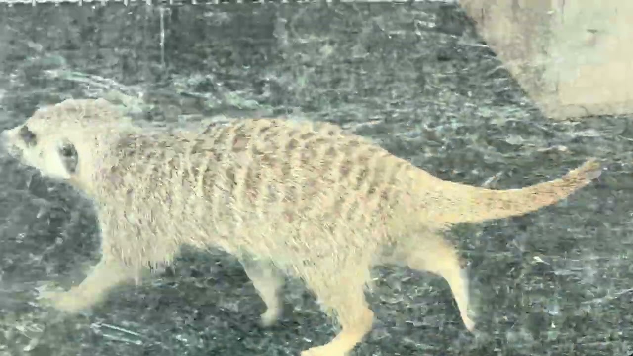 Meerkats