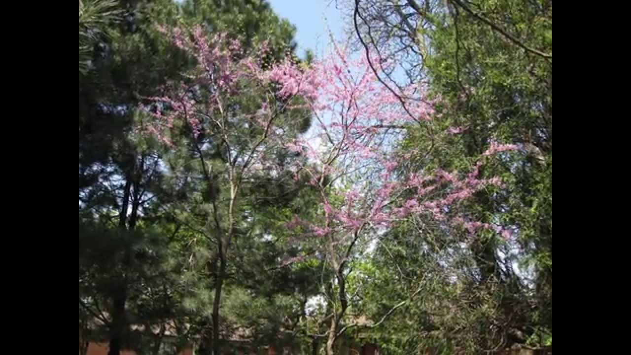 Toronto Spring