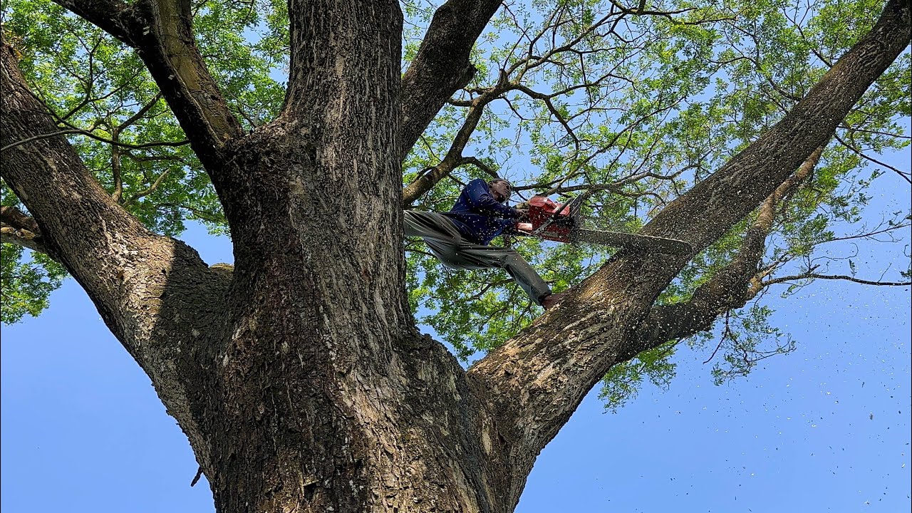 Very dangerous Huge tree Felling with chainsaw.