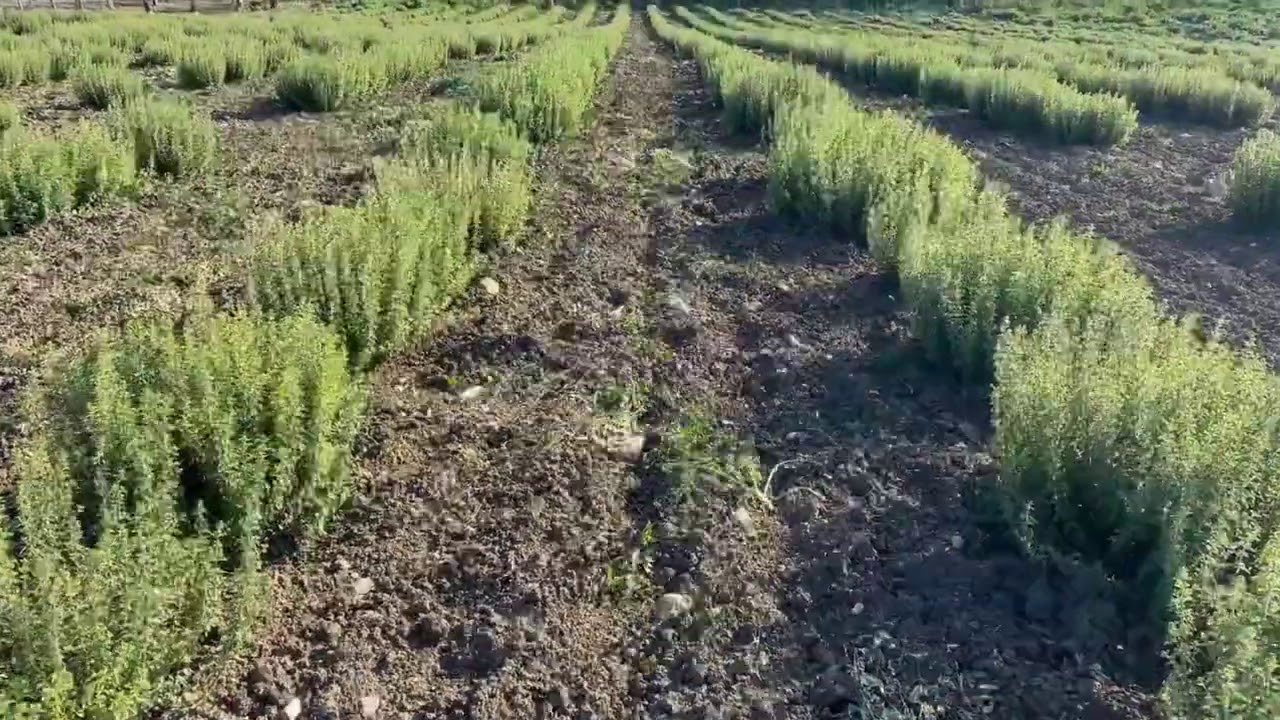Azienda Agricola Simonte - raccolta origano timato biologico