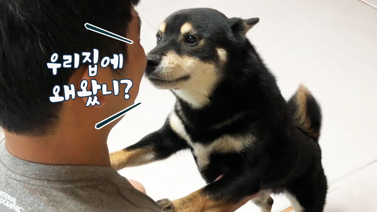 가정방문을 온 훈련사 선생님 / 귀접고 반기는 강아지 / 시바견 곰이탱이 Shibainu