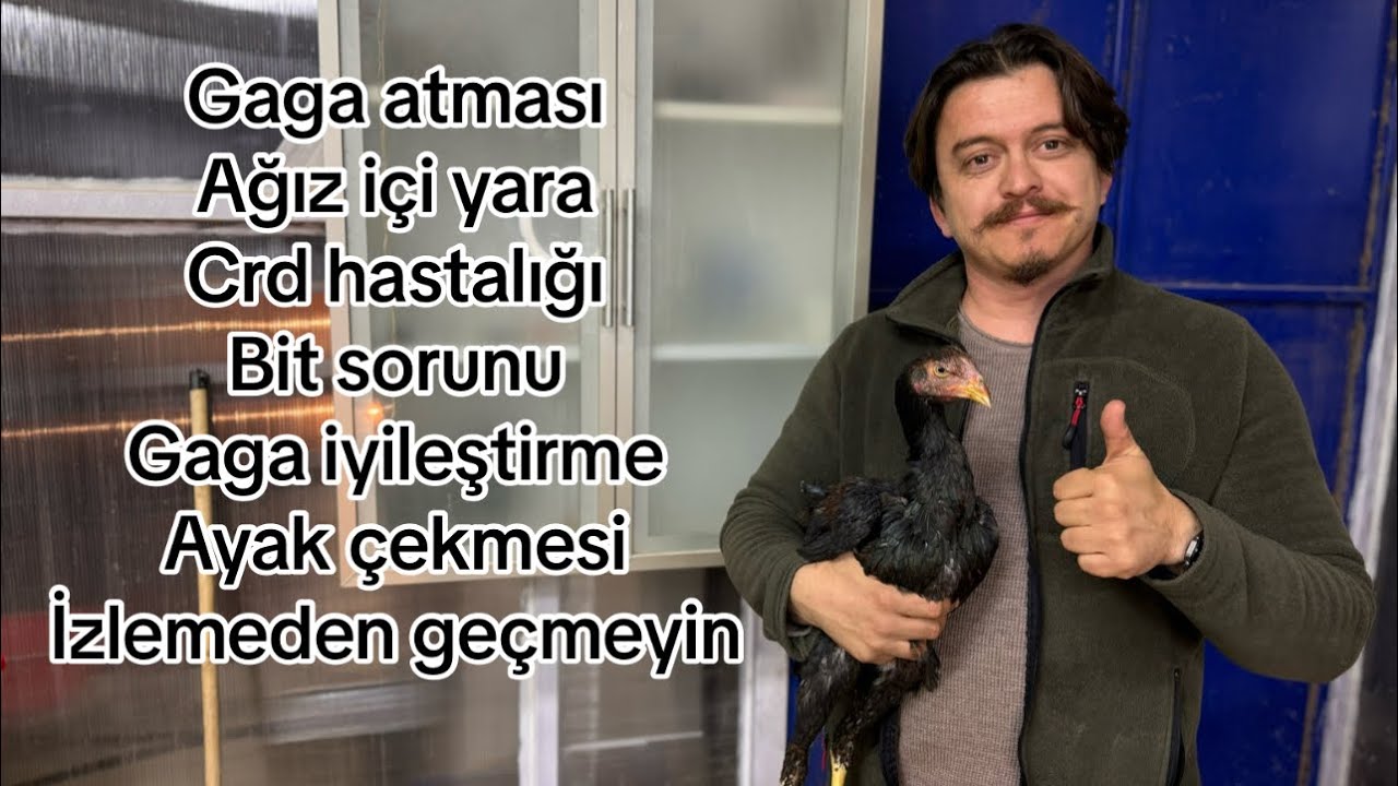 !!! HOROZ HASTALIKLARI TEDAVİLERİ NASIL YAPILIR İZLEMEDEN GEÇMEYİN !!!