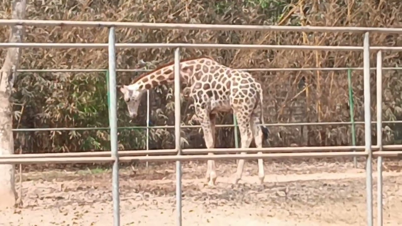 Giraffe 