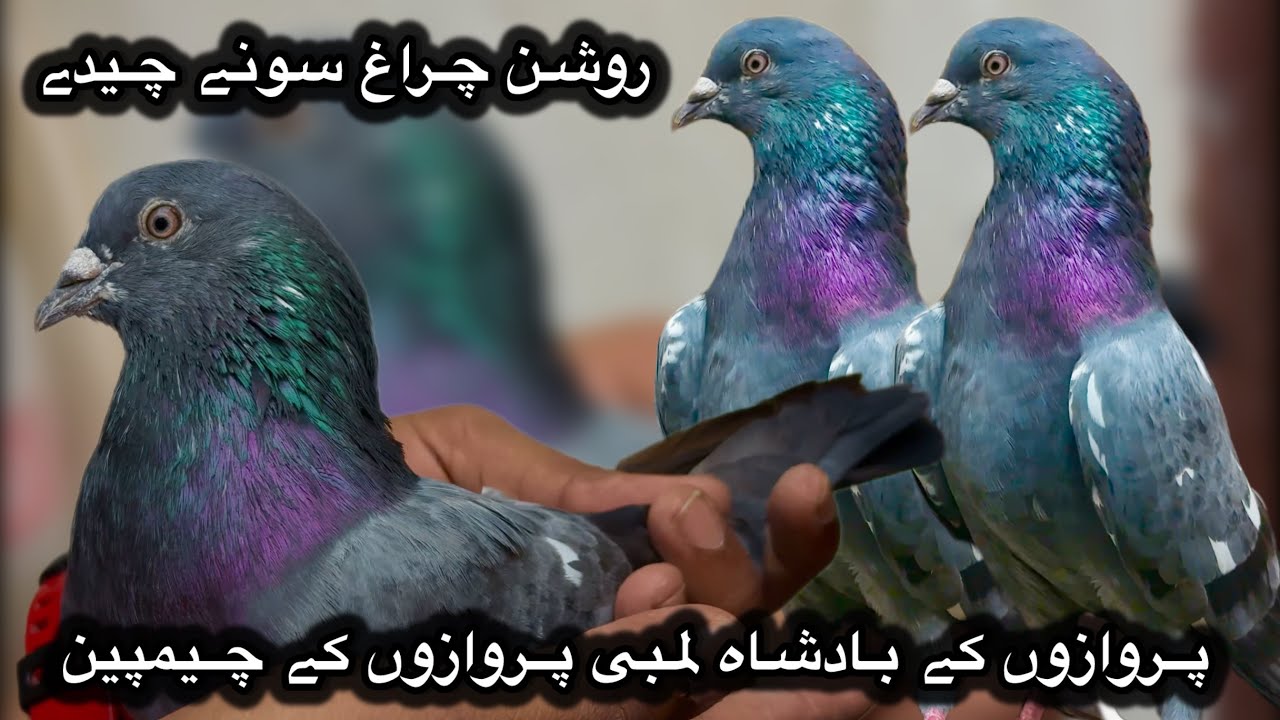 Rotion charag sone chine champion kabooter + ustad miyan nazir walay dub walay + ch walay teddy
