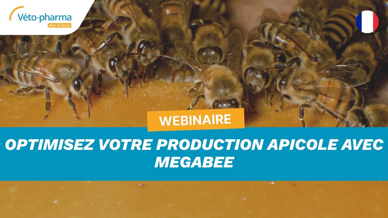 Webinaire - Optimisez votre production apicole avec MegaBee