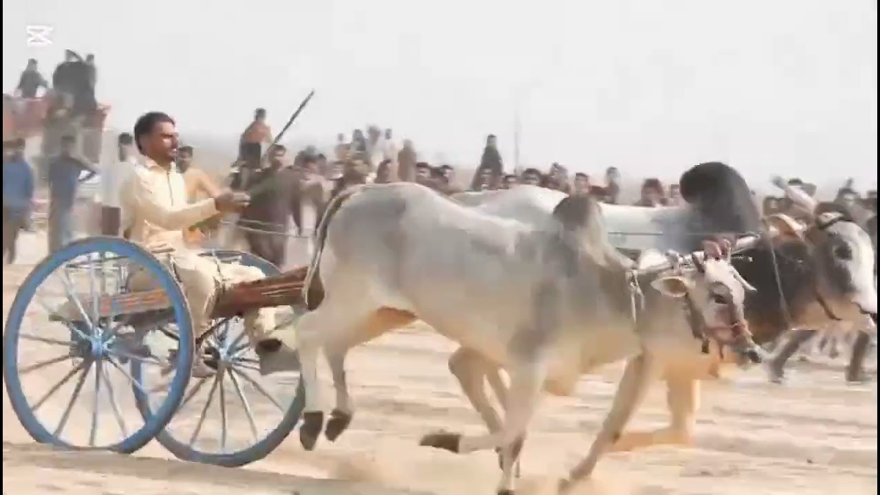 10/02/2026آل پاکستان اوپن بیل گاڑی ریس گراؤنڈ 301 نواں پنڈ والا مکمل ریس